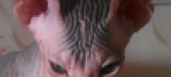 Тойота заводится и глохнет